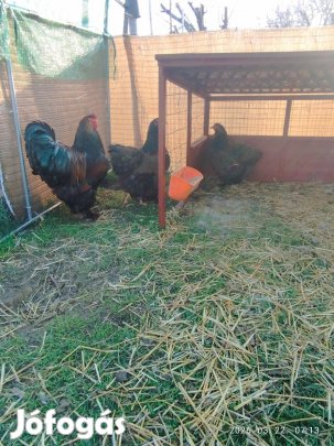 Brahma család 1 1/2 évesek