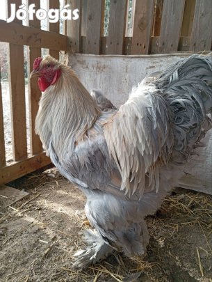 Brahma izabell kakas 