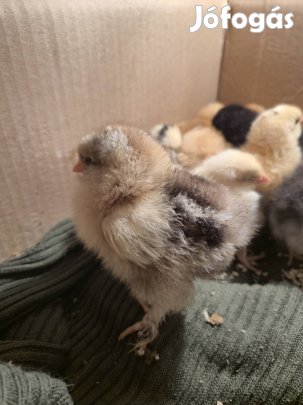 Brahma jellegű csibe, csirke