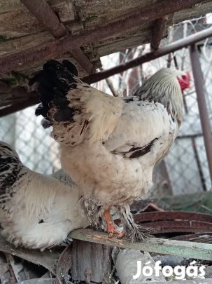 Brahma kakas, 1 éves 