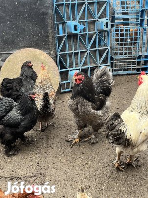 Brahma kakas eladó Spalsh Color