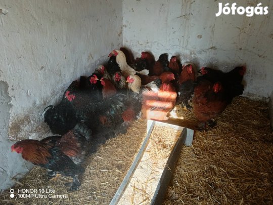 Brahma kakas eladó 