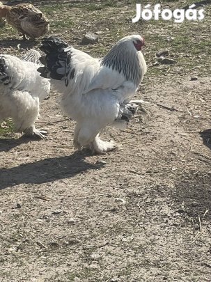 Brahma kakas költözne