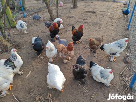 Brahma kakasok eladóak!