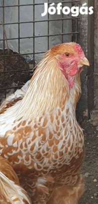 Brahma kakasok eladók