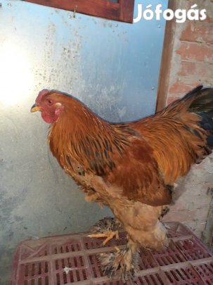 Brahma kakasok eladók