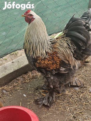 Brahma kakasok eladók! 8 ezer/db Helyileg Vasmegyer!