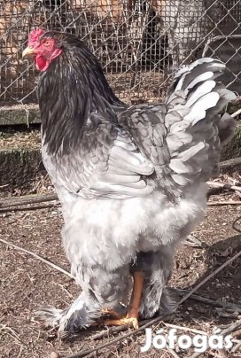 Brahma keltetni való tojás