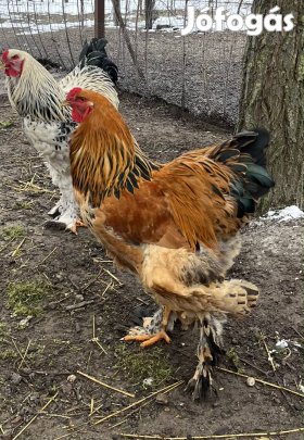 Brahma óriás kakas