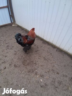 Brahma óriás kakas költözne!