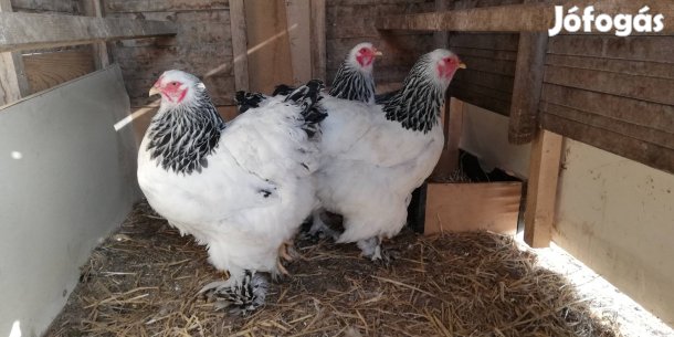 Brahma tenyésztojások eladók