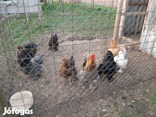 Brahma tojás keltetésre