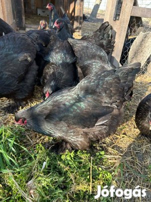 Brahma tojás keltetésre