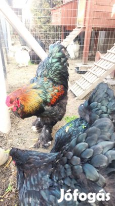 Brahma tojás tenyésztojás elérhetö