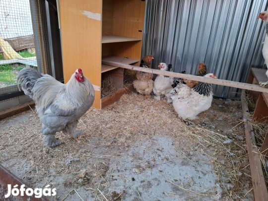 Brahma tojások eladók