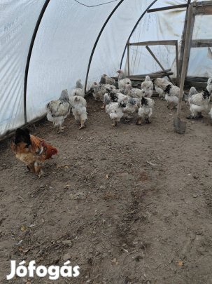 Brahma tojások keltetésre