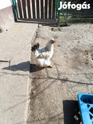Brahma tyúk eladó