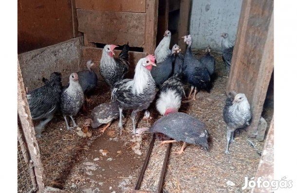 Brakel keltetni való tojás eladó