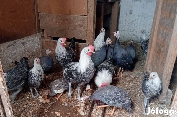 Brakel tenyész pár eladó