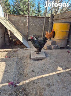 Brama kakas eladó