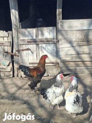 Bráma kakasok eladók