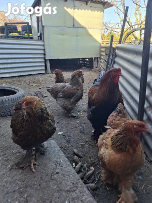 Bráma tenyésztojás