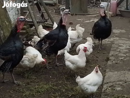 Bresse tojás kapható