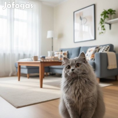 Brit hosszúszőrű törzskönyves kislány kék színben