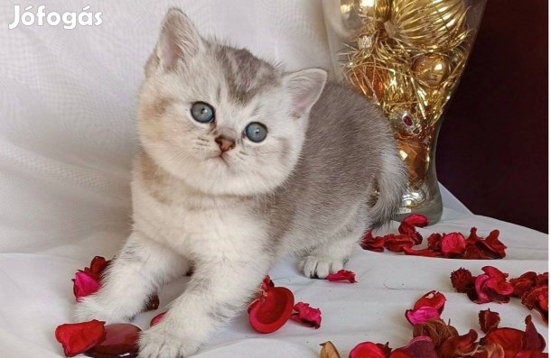 Brit kiscicák előjegyezhetőek