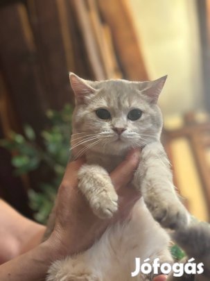 Brit rövid szőrű törzskönyves kisfiú