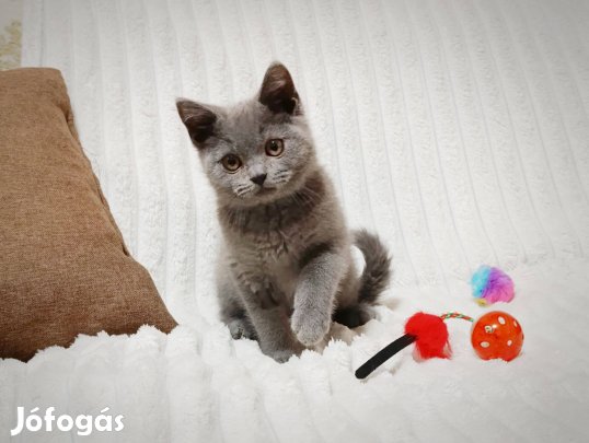 Brit rövidszőrű cica