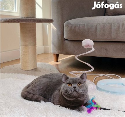 Brit rövidszőrű kandúr cica