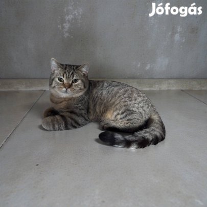 Brit rövidszőrű kisfiú törzskönyvvel