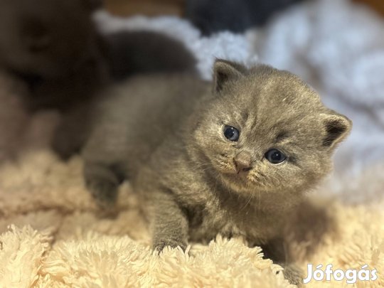 Brit rövidszőrű törzskönyves kislányok 12 hetes kort betöltve költözh