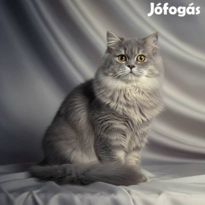 Brit törzdkönyves hosszúszőrű kisfiú