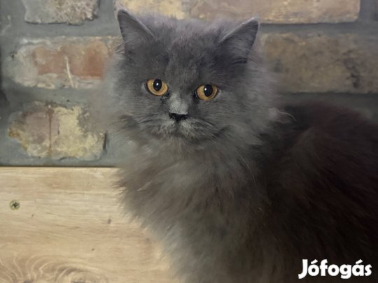 Brit törzskönyves hosszúszőrű kislány