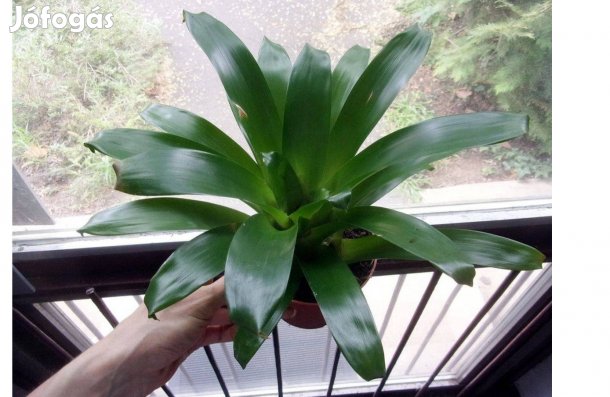 Bromélia Vriesea Pikkelyvirág Újpest központ közelében