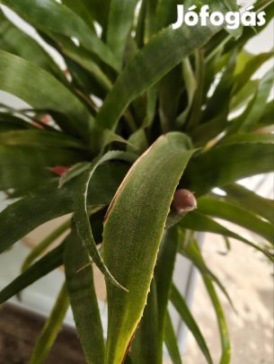 Bromélia eladó 