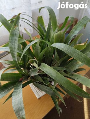 Broméliák eladók