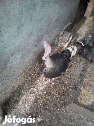 Bronz pulyka kakas eladó