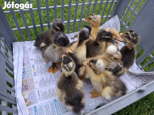 Búbos Kacsa Tojás !