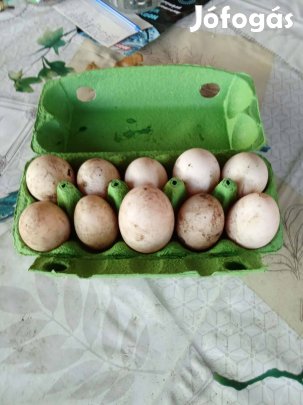 Búbos Kacsa tojás eladó