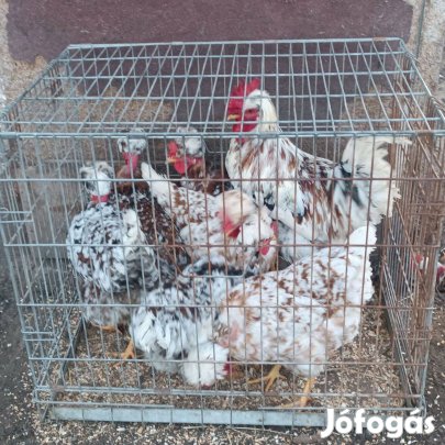 Búbos, kopasznyakú, porcelán tyúkoktól tenyész tojás eladó