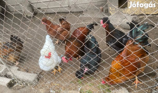 Búbos, kopasznyakú tyúktojás