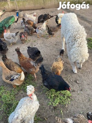 Búbos és kopasznyakú tyúkoktól tojás eladó