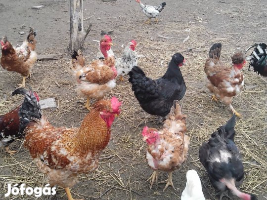 Bubos fel brahma torpe kakasok udvart cserelnek