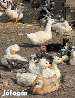 Bubos kacsa Tojas keltetesre