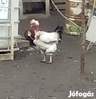Búbos tyúkok, kopasz nyakú kakas 