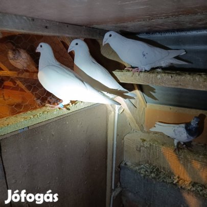 Budapesti magasroptu és fehér posta galambok Sopron eladók 