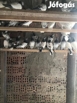 Budapesti magasröptű galamb eladó